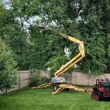 Best Tree Health Inspection  in Madill, OK