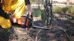 Best Arborist Consultation Services  in Madill, OK