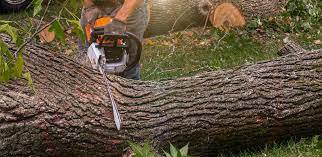 Best Tree Disease Treatment  in Madill, OK