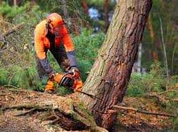 Best Tree Maintenance Programs  in Madill, OK