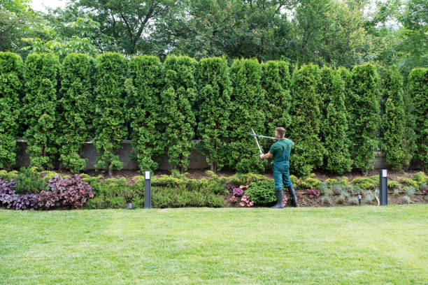 Reliable Madill, OK Tree Removal Solutions