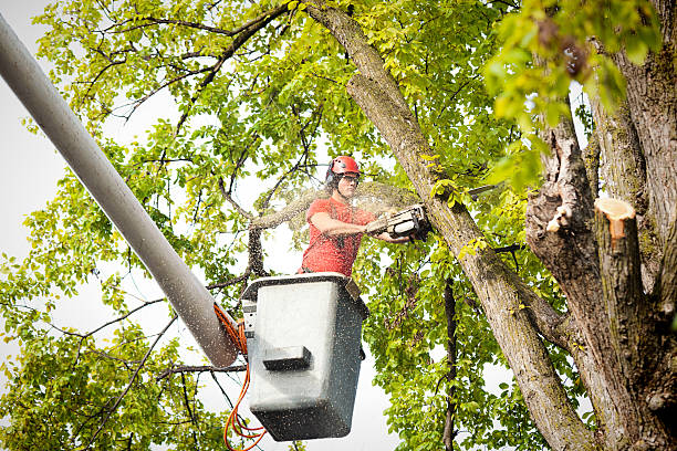 Best Stump Grinding and Removal  in Madill, OK