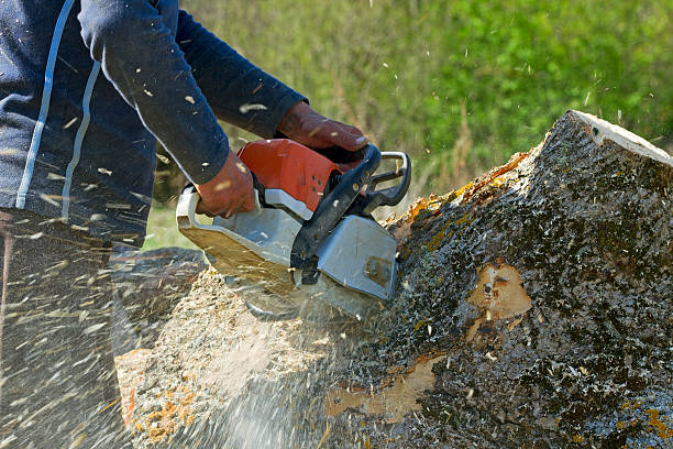 Best Seasonal Cleanup (Spring/Fall)  in Madill, OK